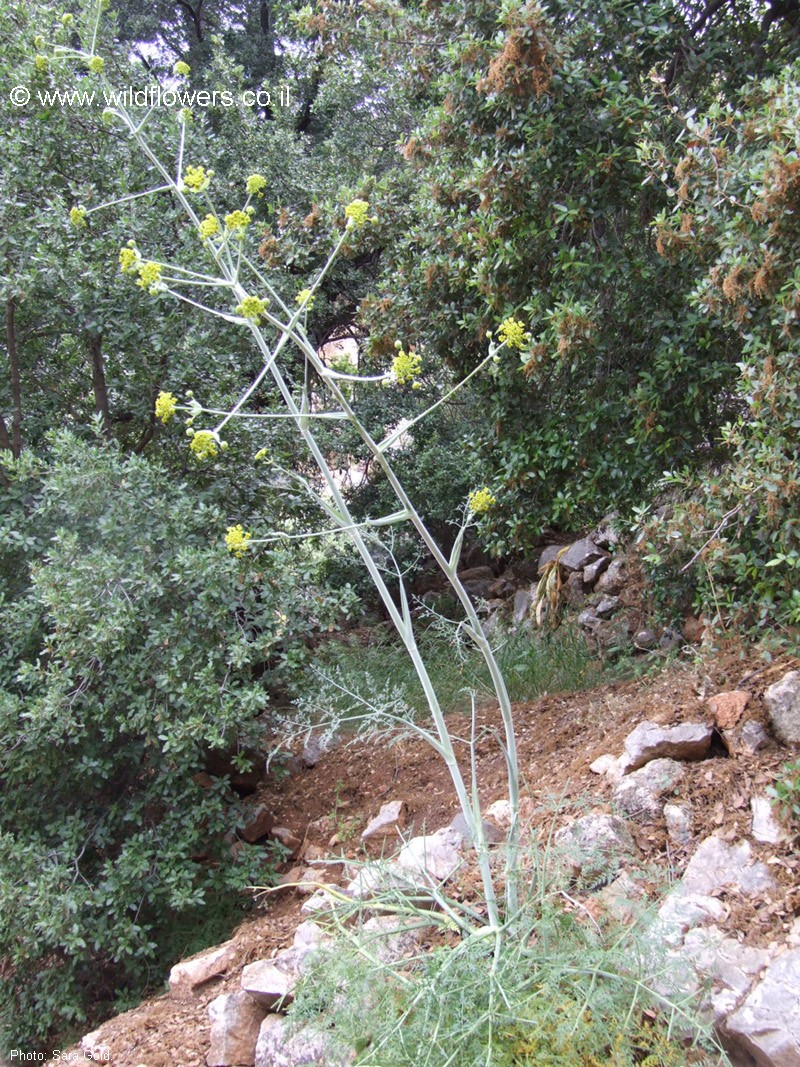 הצמח כולו כולל עלים, צילום: © שרה גולד