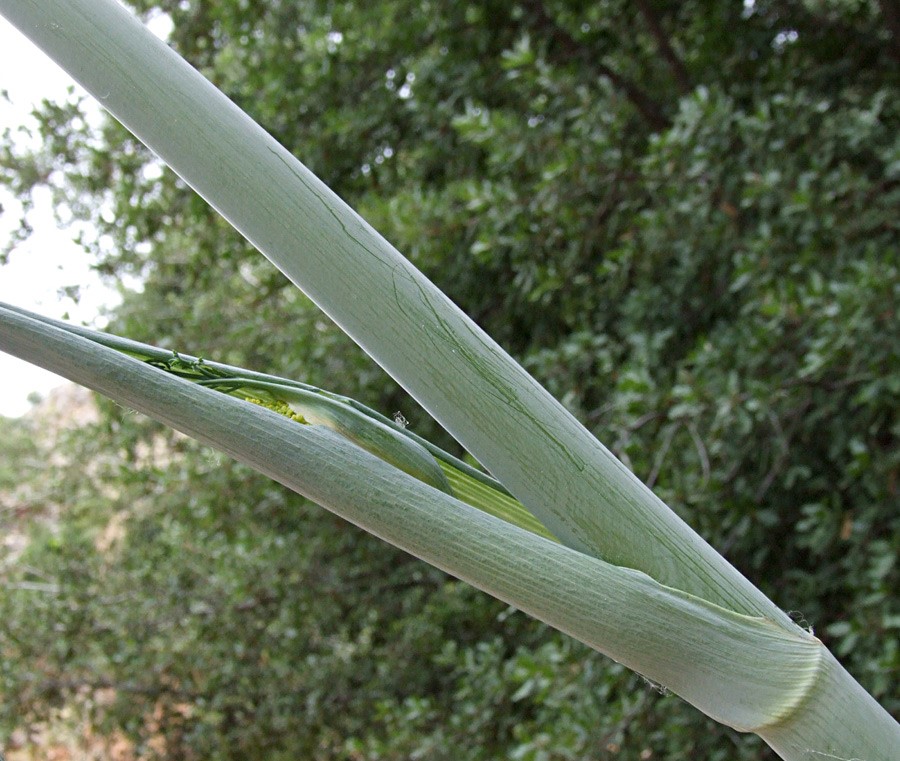המפרק בהגדלה, צילום: © שרה גולד