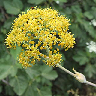 מעיינות הבניאס, מאי,  צילום: © שרה גולד