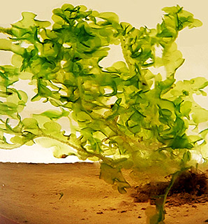  צולמה מגידול במעבדה, 6-2022. 
צילום: © דרור מלמד