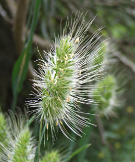 נחל השופט, מאי. צילום: © שרה גולד