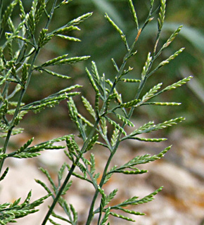 נחל השופט, מאי. צילום: © שרה גולד