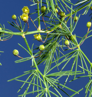 אחו בנימינה, מרץ. צילום: © דרור מלמד