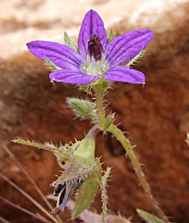 נחל כלח, מאי. צילום: © שרה גולד