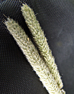 צילום: © שרה גולד