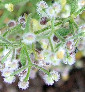 גדות, מאי. צילום: © שרה גולד