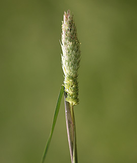 שפלה, 4-2020. צילום: © שרה גולד