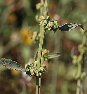 כרמל, 5-2017. צילום: © שרה גולד