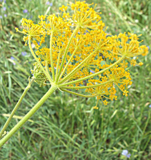 גולן, מאי. צילום: © שרה גולד