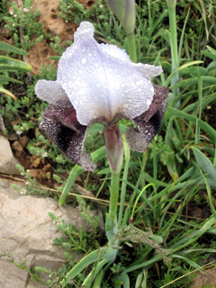 עמק בולען בחרמון, מאי. צילום: ©  יואב גרטמן