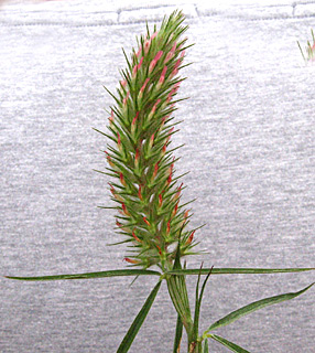 נחל הקישון. צילום: © יואב גרטמן 