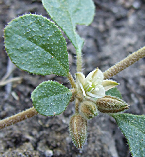 שלולית דורה, יוני. צילום: © ערגה אלוני