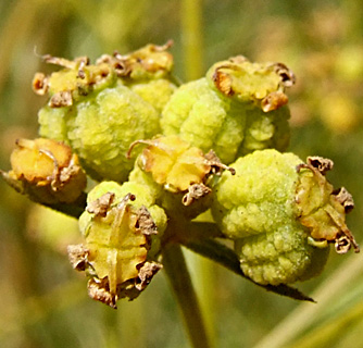 ליד שלולית דורה נתניה, יוני. צילום: © שרה גולד