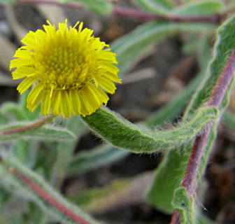 שלולית דורה, יוני. צילום: © ערגה אלוני