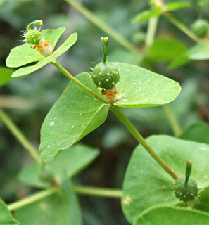 נחל השופט, מאי. צילום: © שרה גולד