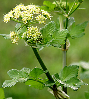 מאי . צילום: © אלי ליבנה
