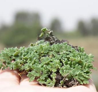 ברכת יער בחדרה, 6-2010. צילום: © ערגה אלוני