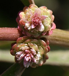 מאי. צילום: © אלי ליבנה