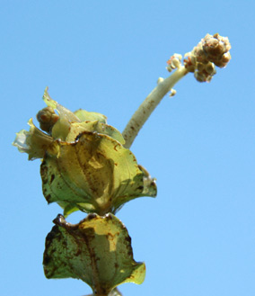 גולן, 6-2010. צילום: © ערגה אלוני