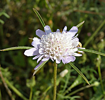 באסה הרצליה, יוני. צילום: © דרור מלמד