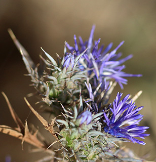 חוף הבונים, 6-2018. צילום: © שרה גולד