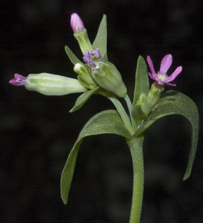 גליל, מרץ. צילום: © יהודה מרטה