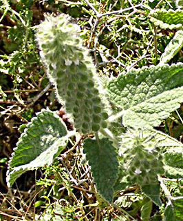 צילום: © דרור מלמד