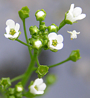 צילום: © דרור מלמד