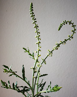 ערבה, פברואר. צילום: © ערגה אלוני