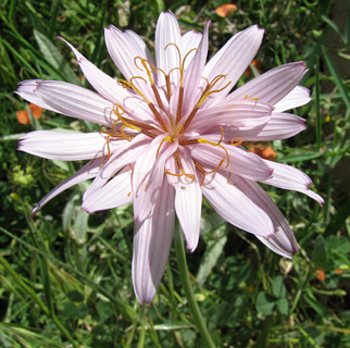 חרמון. צילום: © מייק לבנה