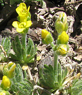 חרמון. צילום: © מייק לבנה