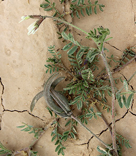המישר, 3-2019. צילום: © איתן שפירא
