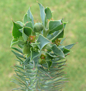 צילום: © מייק לבנה