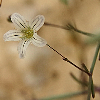 הר הנגב, יוני. צילום: © אלי ליבנה
