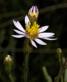 שפך הנעמן, יוני. צילום: © יהודה מרטה