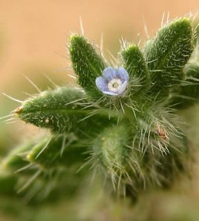 צילום: © אלי ליבנה