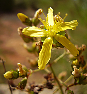 מצפה נטופה, יולי. צילום: © יובל עברון