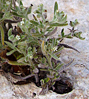 מצפה נטופה, יולי. צילום: © יובל עברון