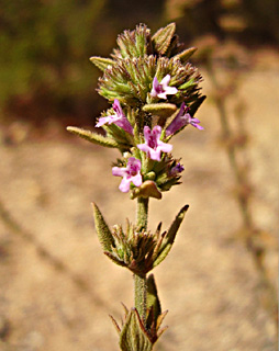 צילום: © יובל עברון
