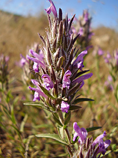 מצפה נטופה. צילום: © יובל עברון