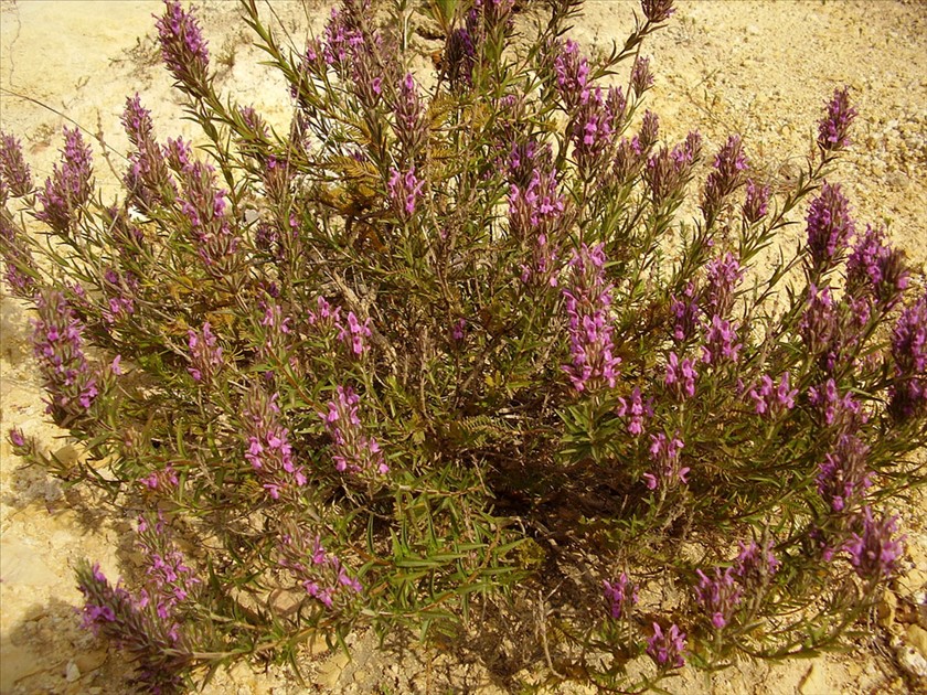צתרנית משובלת בנוף. צילום: יובל עברון