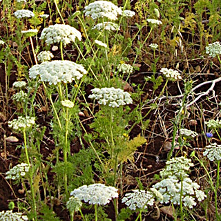 צילום: © יובל עברון