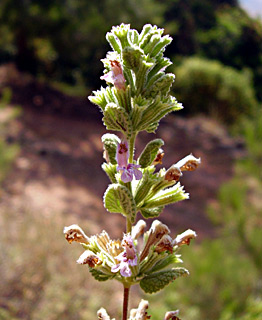 צילום: © יובל עברון