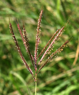 צילום: © אלי ליבנה