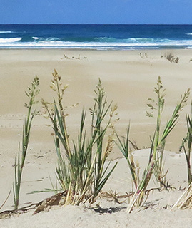 חוף דור , 10-2017. צילום: © אלי ליבנה  