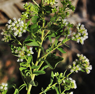 עין גדי, 3-2019. צילום: © איתן שפירא