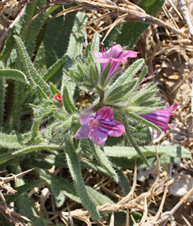 ערבה, פברואר. צילום: © ערגה אלוני