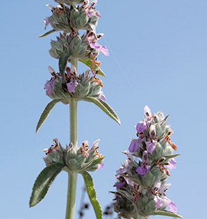 נחל תות בכרמל, 5-2020. צילום: © דרור מלמד