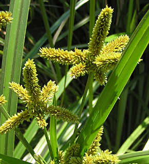 צילום: © מייק לבנה