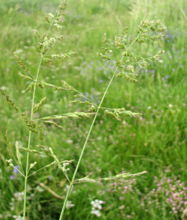 גולן. צילום: © מייק לבנה